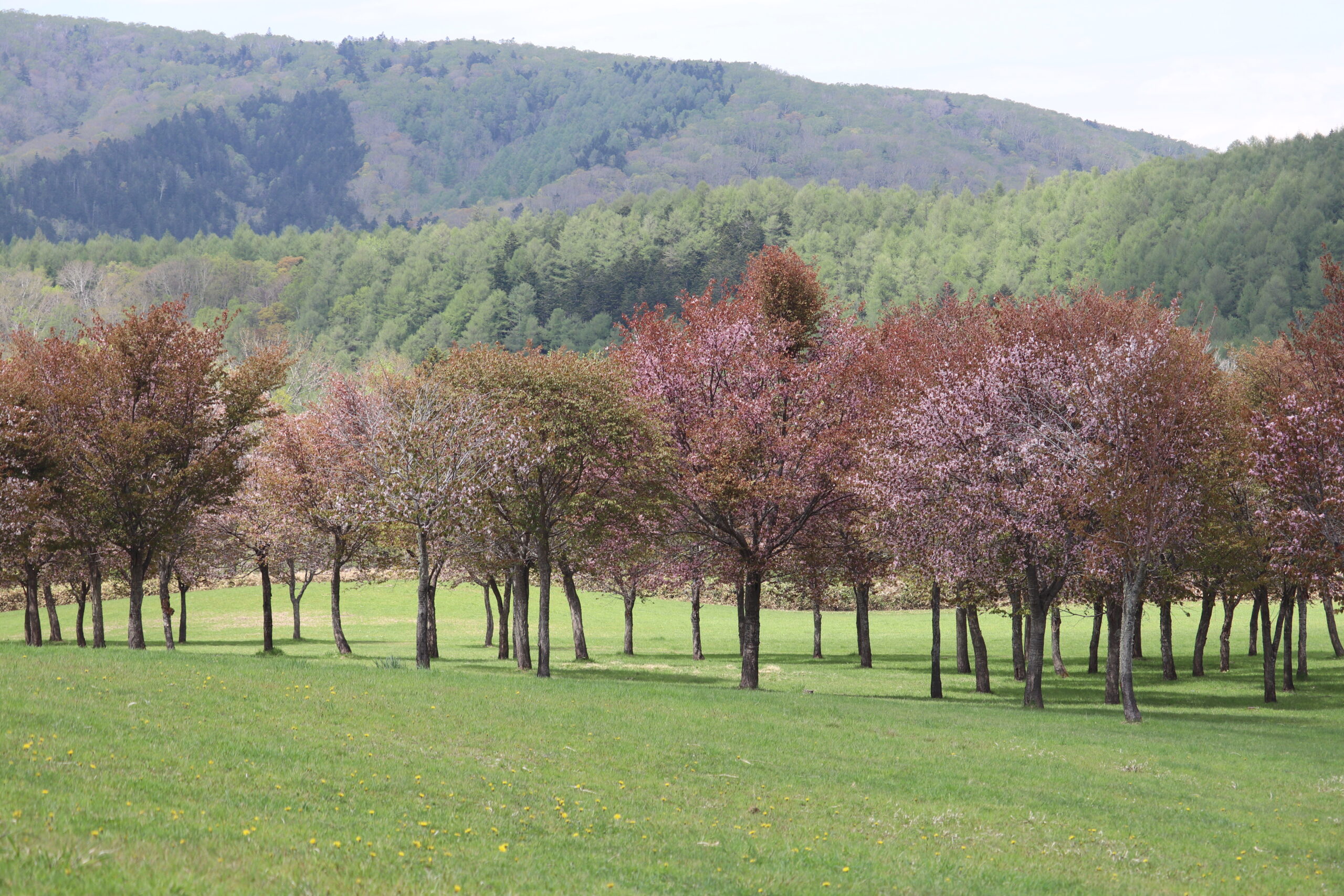 三階滝の百本桜