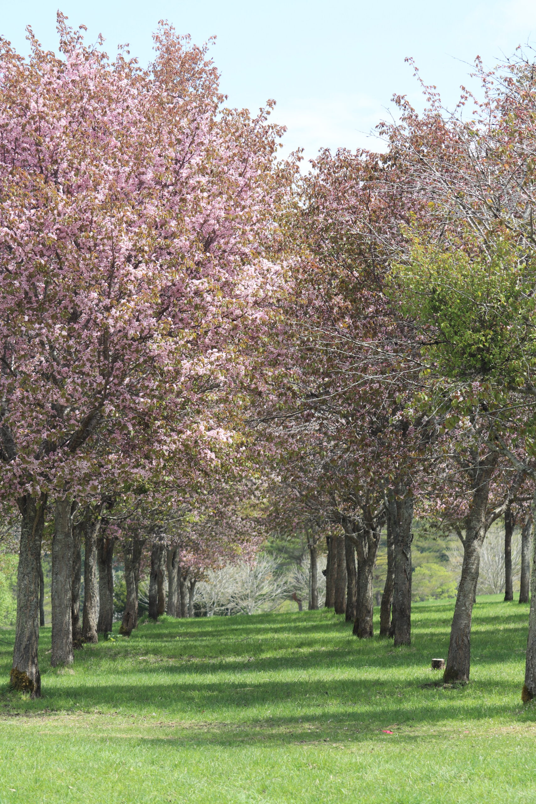 三階滝の百本桜