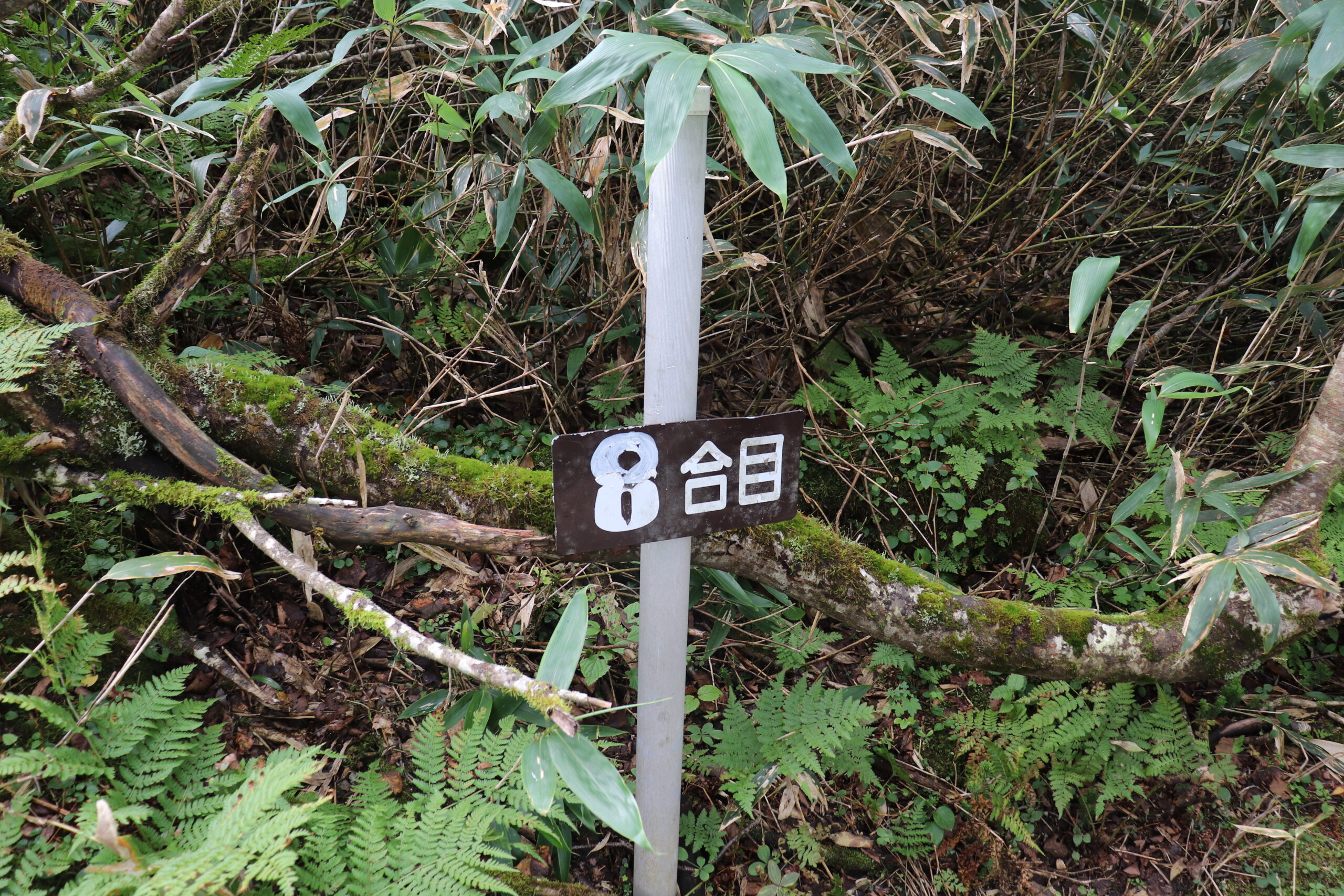 徳舜瞥山