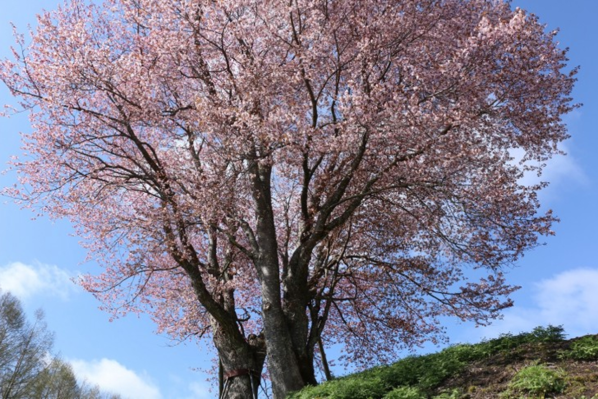 菊子桜