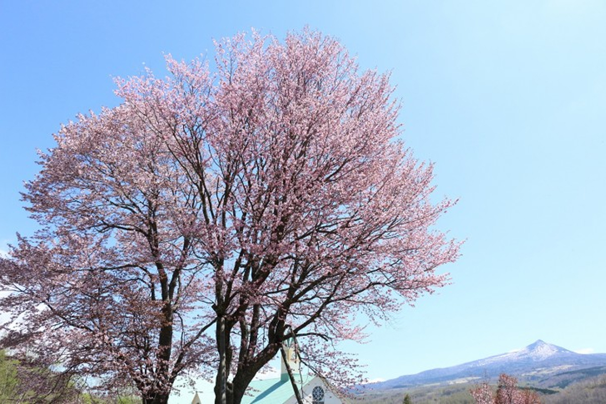菊子桜
