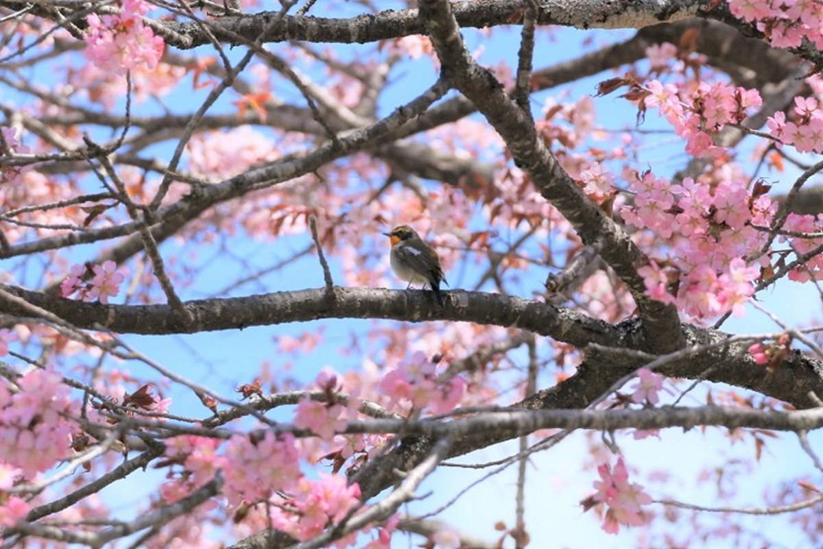 菊子桜