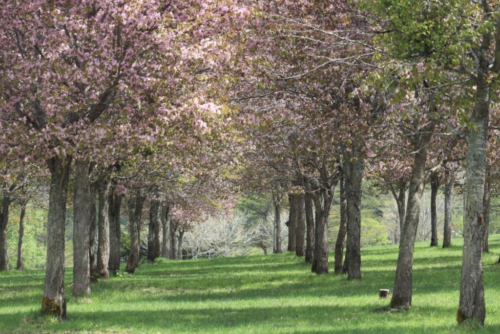 三階滝の百本桜
