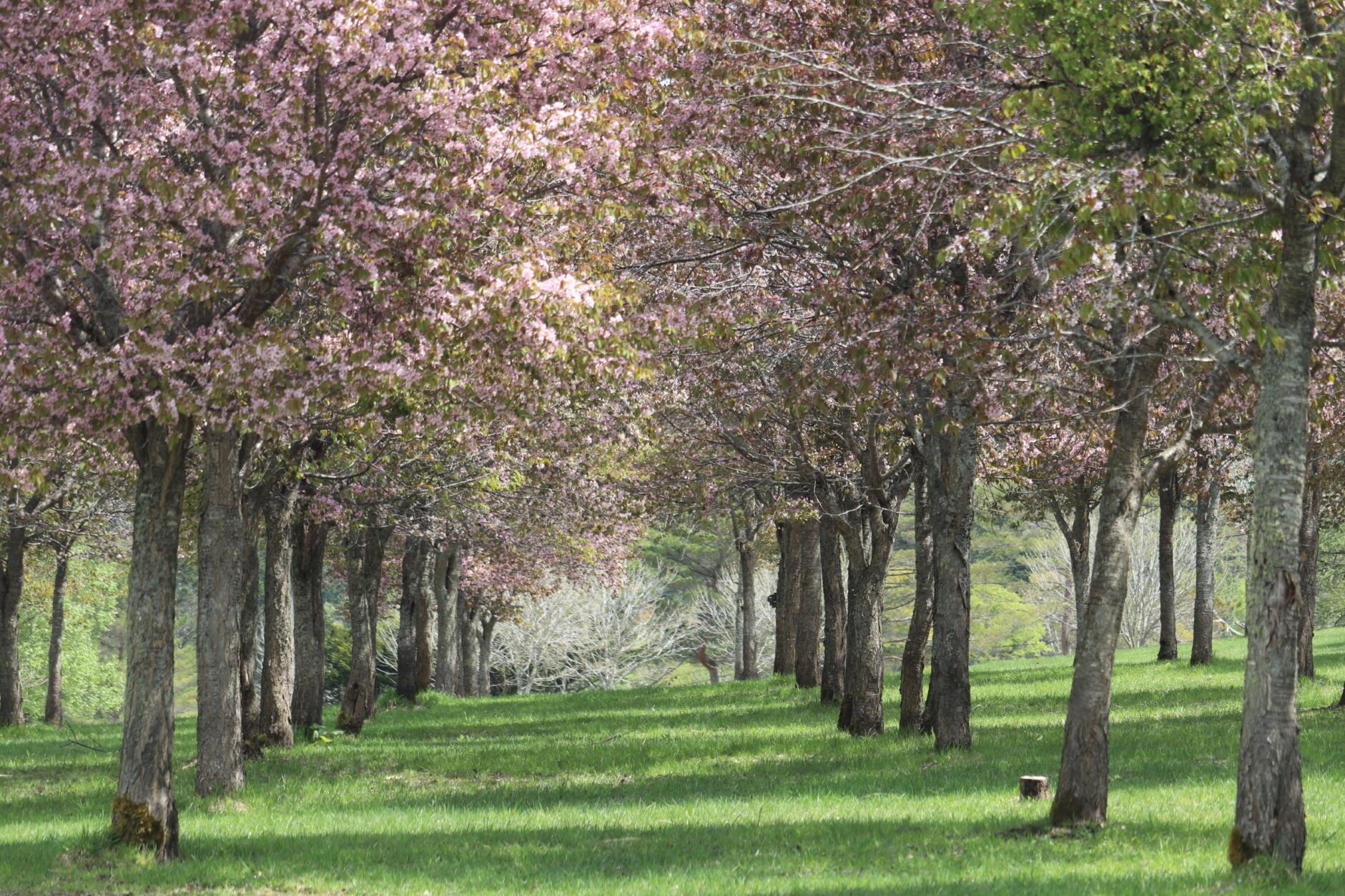 三階滝の百本桜