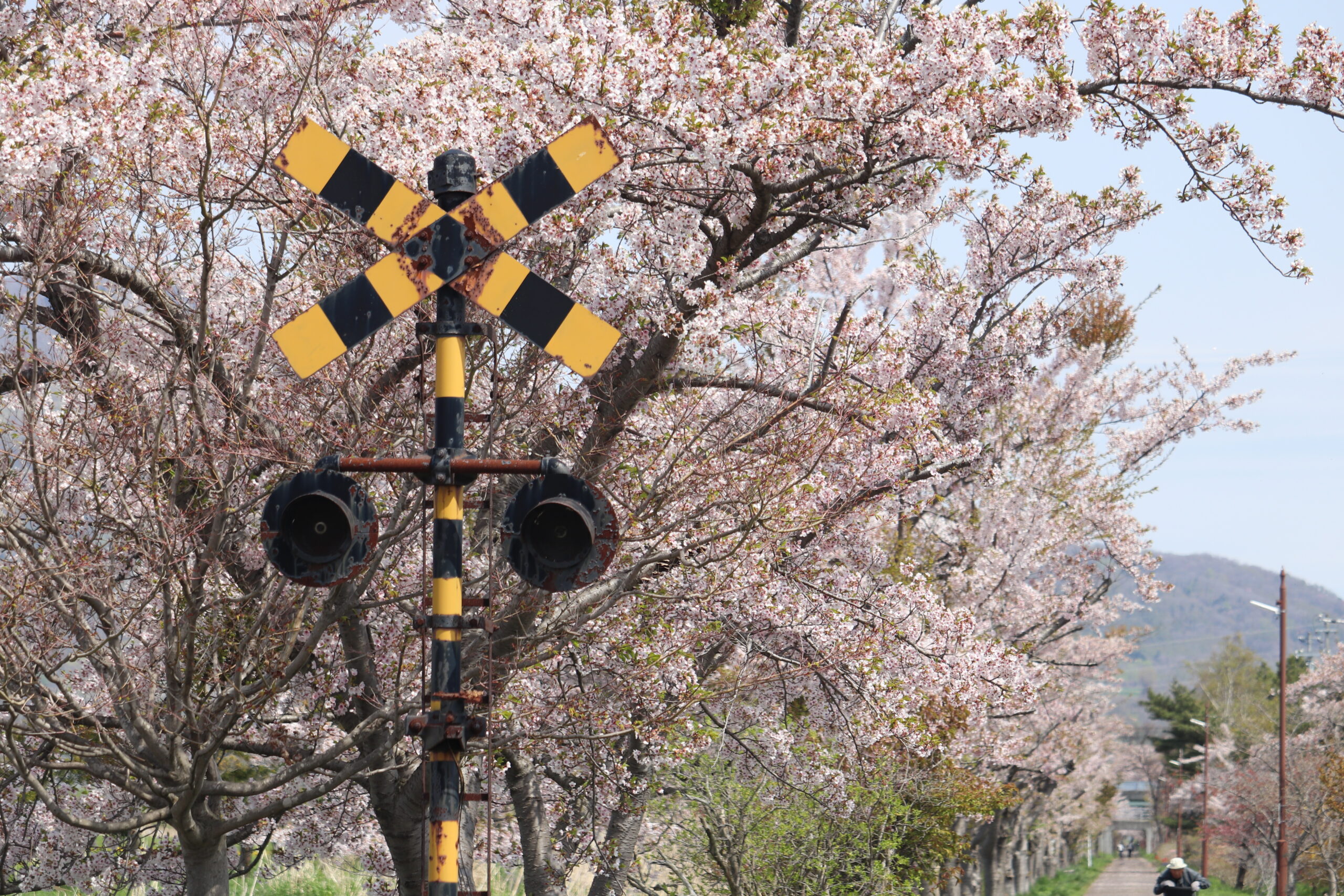 サイクリングロード風のメモリー
