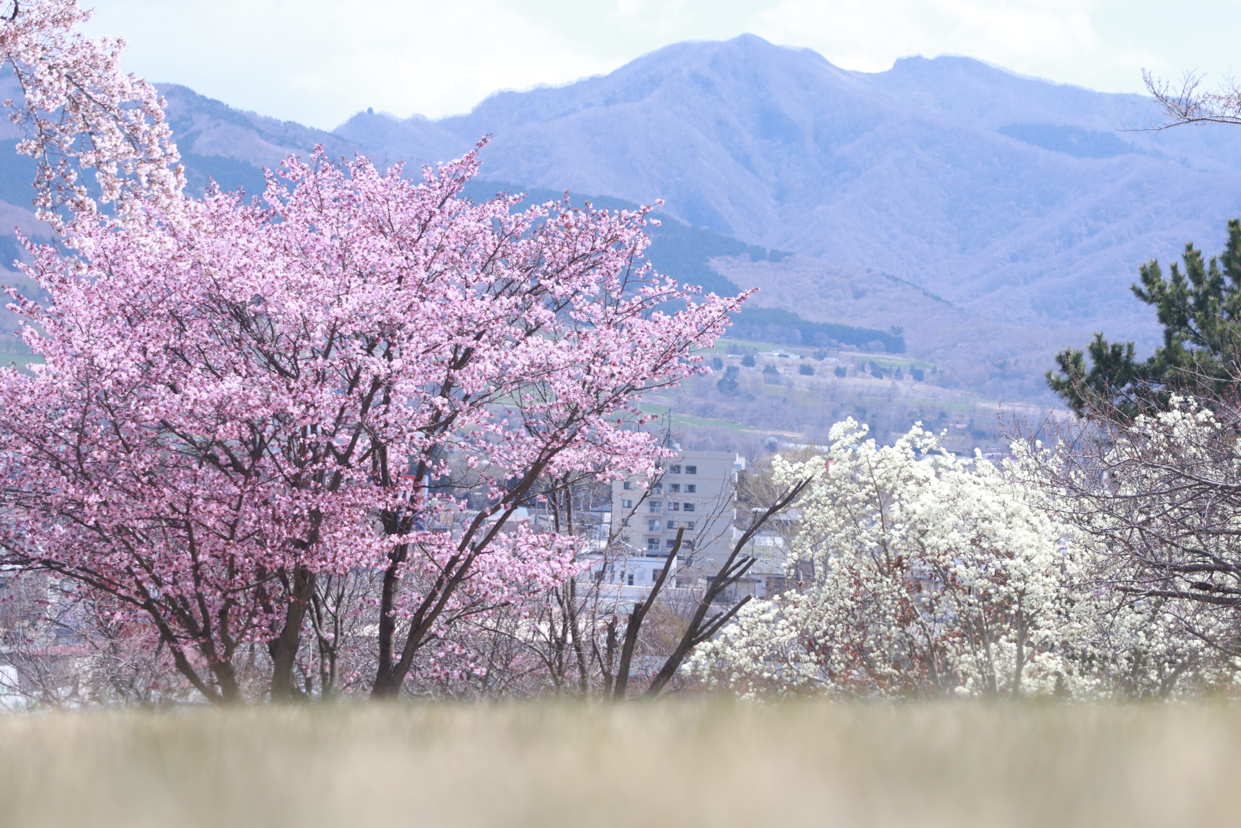館山公園